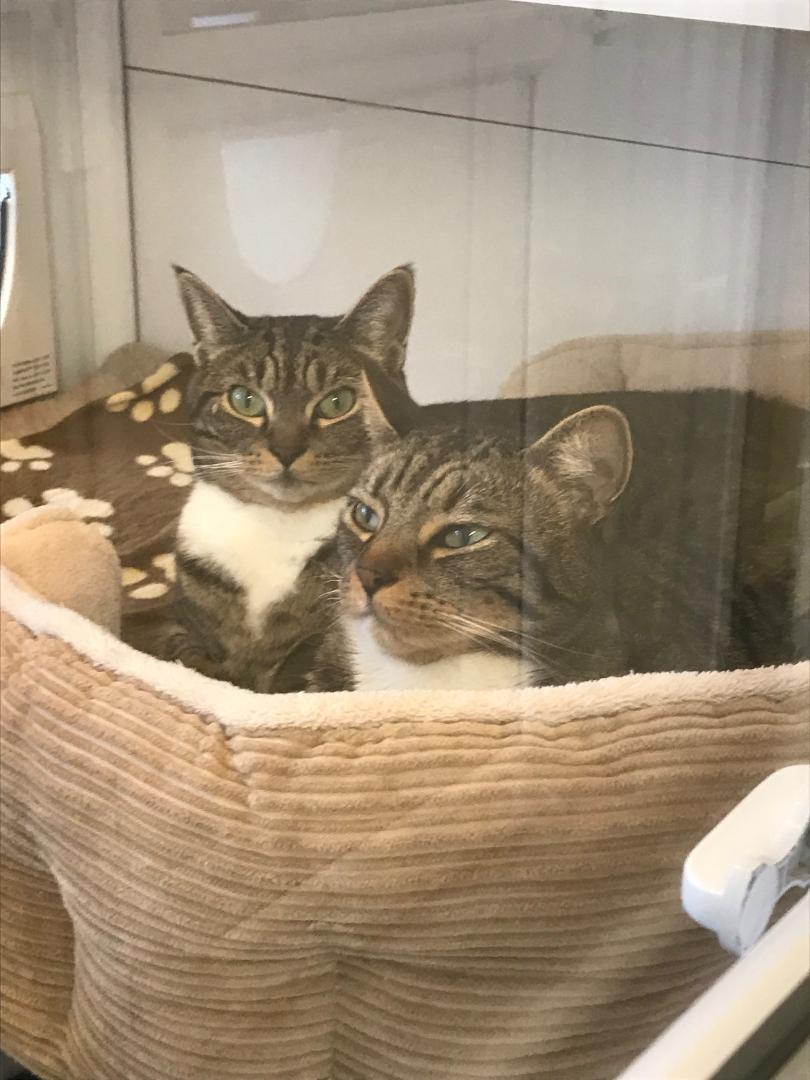 Gatehouse luxury Boarding Cattery Bournemouth Poole Ferndown Ringwood